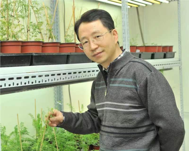威尼斯432888cam创新论坛第一千二百六十八讲暨120周年校庆年系列活动：复杂花瓣的发育与进化