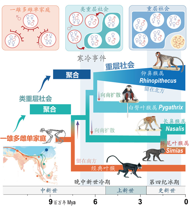 Science封面文章:威尼斯432888cam金丝猴研究团队首次系统揭示灵长类社会演化之谜_fororder_寒冷事件促进亚洲叶猴社会聚合(供图 齐晓光 赵兰 武进伟)